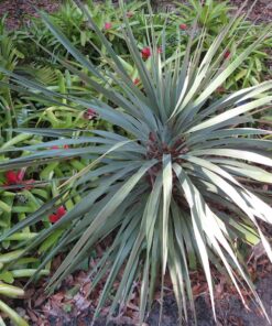 Alternative view of 25 Blue Dracaena Seeds - Cordyline Indivisa - Tropical Evergreen - Spikes Broad Leaved Tree