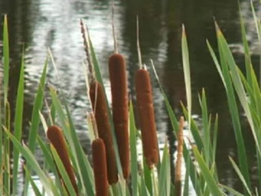 50 CATTAILS Cat Tails Typha Latifolia Water Pond Grass Flower Seeds Combined Ship