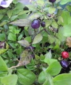 Alternative view of 20 FILIUS BLUE PEPPER Capiscum Annuum Christmas Pepper Vegetable Seeds *Comb S/H