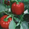 150 Yolo Wonder Sweet RED BELL PEPPER Capiscum Annuum Vegetable Seeds *Comb S/H