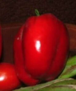 Alternative view of 150 Yolo Wonder Sweet RED BELL PEPPER Capiscum Annuum Vegetable Seeds *Comb S/H