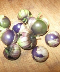 Alternative view of 50 PURPLE TOMATILLO Husk Tomato Physalis Ixoxcarpa Fruit Vegetable Seeds