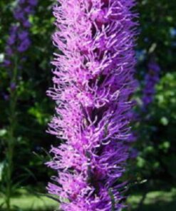 Alternative view of 500 Purple BLAZING STAR Gayfeather LIATRIS Spicata Flower Seeds *Comb S/H