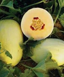 30 CRENSHAW MELON ( Muskmelon / Winter Melon / Cranshaw ) Cucumis Melo Fruit Seeds