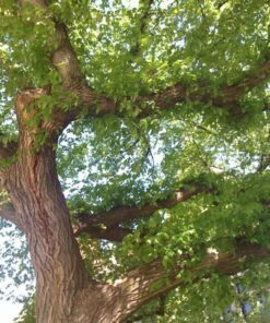 Alternative view of 25 White AMERICAN ELM tree Ulmus Americana RED Flower Seeds Flat