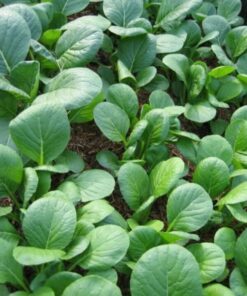 1500 SPINACH MUSTARD TENDERGREEN Komatsuna Greens Brassica Rapa Vegetable Seeds