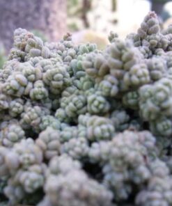 Alternative view of 25 Spanish STONECROP / SEDUM HISPANICUM Groundcover Flower Seeds