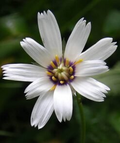Alternative view of 25 WHITE CUPID'S DART Love Plant Catananche Caerulea Flower Seeds *Combined S/H