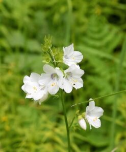 Alternative view of 50 WHITE Polemonium Caeruleum JACOB'S LADDER Flower Seeds