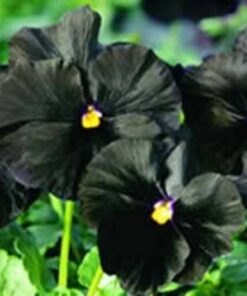 Alternative view of 50 BLACK PANSY Clear Crystals Viola Wittrockiana Flower Seeds *Comb S/H