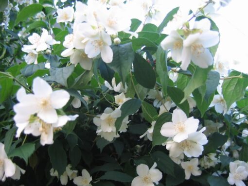 20 SWEET MOCK ORANGE English Dogwood Philadelphus Coronarius Shrub Flower Seeds Comb S/H