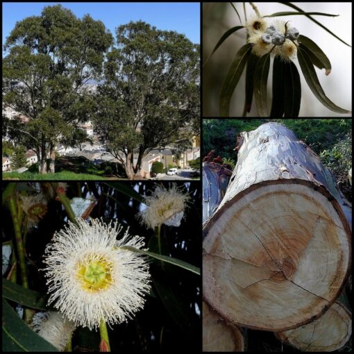 25 TASMANIAN Blue Gum TREE / EUCALYPTUS Globulus Flower Seeds Flat