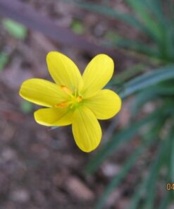 Alternative view of 10 YELLOW EYED GRASS Ornamental Sisyrinchium Californicum Flower Seeds