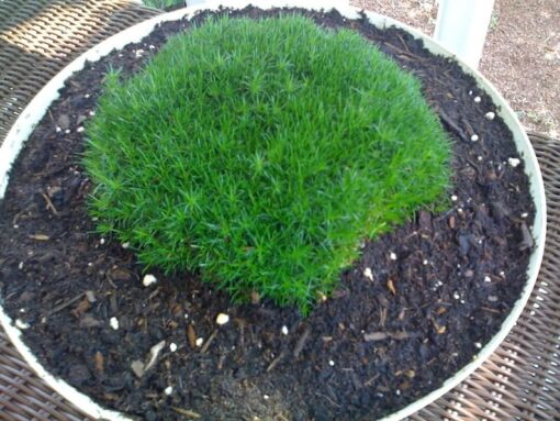 50 IRISH MOSS Groundcover Heath Pearlwort Sagina Subulata White Flower Seeds Flat S/H