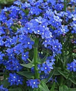 Alternative view of 100 BLUE ANGEL ANCHUSA (Summer Forget Me Not) Anchusa Carpensis Flower Seeds