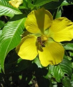 Alternative view of 1000 Yellow SEEDBOX (Bushy Water Primrose / Rattlebox / False Loosestrife) Ludwigia Alternifolia Flower Seeds