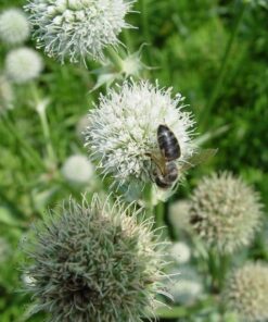 Alternative view of 200 RATTLESNAKE MASTER / Button Snakeroot Eryngium Yuccifolium Flower Seeds Flat