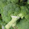 1000 CALABRESE BROCCOLI ITALIAN Green Sprouting Vegetable Brassica Seeds *Comb S/H
