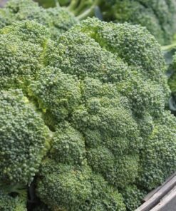Alternative view of 1000 CALABRESE BROCCOLI ITALIAN Green Sprouting Vegetable Brassica Seeds *Comb S/H