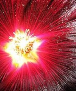 Alternative view of 25 MAROON RED HOLLYHOCK Alcea Rosea Flower Seeds Perennial *Comb S/H