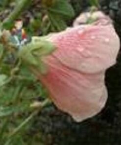 Alternative view of 25 PEACH HOLLYHOCK Alcea Rosea Flower Seeds Perennial *Comb S/H