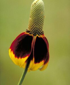 Alternative view of 500 DWARF MEXICAN HAT Ratibida Columnifera Flower Seeds