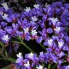 50 Purple STATICE / SEA LAVENDER Limonium Sinuatum Flower Seeds
