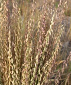 Alternative view of 100 MESQUITE / SIDEOATS GRASS Ornamental Bouteloua Curtipendula Seeds Flat