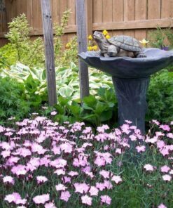 200 COTTAGE PINKS (Garden