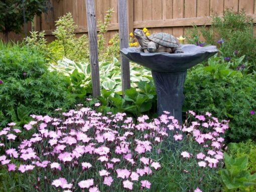 200 COTTAGE PINKS (Garden