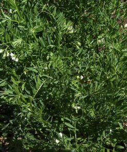 Alternative view of 100 GREEN LENTIL Lentils Lens Culinaris Vegetable Seeds