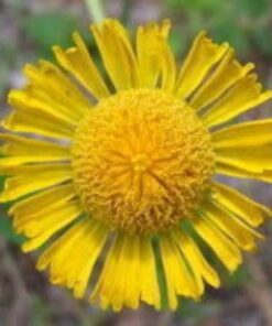 Alternative view of 2000 AUTUMN SNEEZEWEED (Dogtooth Daisy / Helens Flower / Bittersweet) Helenium Autumnale Flower Seeds