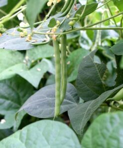 Alternative view of 50 KENTUCKY WONDER Pole BEAN Phaseolus Vulgaris Vegetable Seeds