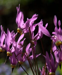 Alternative view of 25 MIDLAND SHOOTING STAR (Flamingo Flower / Birds Bills / Prairie Pointer) Dodecatheon Meadia Flower Seeds