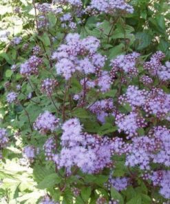 Alternative view of 50 Mixed Colors JOE PYE WEED Eupatorium Maculatum Flower Seeds