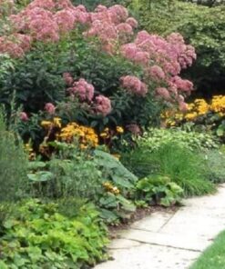 Alternative view of 50 Pink JOE PYE WEED Eupatorium Maculatum Flower Seeds