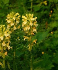 Alternative view of 100 MARSH BETONY (Lousewort / Swamp Lousewort) Pedicularis Lanceolata Flower Seeds
