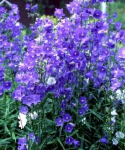 Alternative view of 500 TELHAM BEAUTY BELLFLOWER Blue Peach Leaved Campanula Persicifolia Flower Seeds