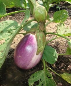 Alternative view of 50 Organic Italian EGGPLANT ROSA BIANCA Solanum Melongena Esculentum Vegetable Seeds