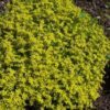 200 GOLDEN CARPET SEDUM Acre Gold Moss Stonecrop Flower Seeds