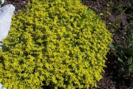 200 GOLDEN CARPET SEDUM Acre Gold Moss Stonecrop Flower Seeds