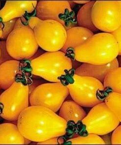 Alternative view of 300 YELLOW PEAR TOMATO Lycopersicon Lycopersicum Fruit Vegetable Seeds