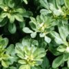 300 FENUGREEK Trigonella Foenum Graecum Herb Flower Seeds