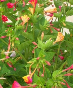 Alternative view of 75 MIXED FOUR O CLOCK aka Marvel of Peru Mirabilis Jalapa Flower Seeds