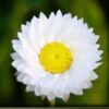 250 WHITE WINGED EVERLASTING Ammobium Alatum Flower Seeds