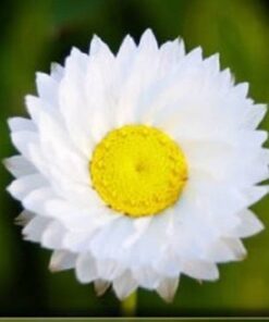 250 WHITE WINGED EVERLASTING Ammobium Alatum Flower Seeds