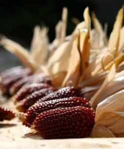 Alternative view of 150 Red STRAWBERRY POPCORN CORN Zea Mays Vegetable Seeds