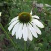 50 WHITE CONEFLOWER Echinacea Purpurea Flower Seeds