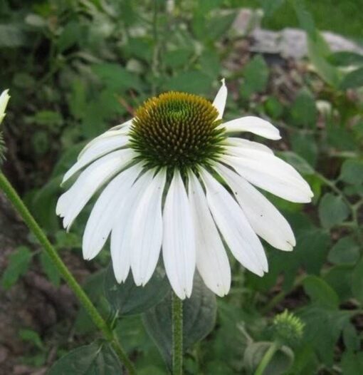 50 WHITE CONEFLOWER Echinacea Purpurea Flower Seeds