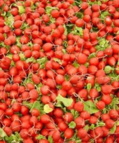 Alternative view of 2000 CHERRY BELLE RADISH Raphanus Sativus Vegetable Seeds